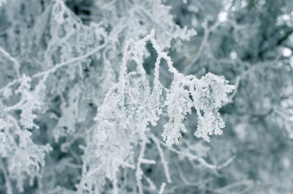 Thuja congelado — Fotografia de Stock