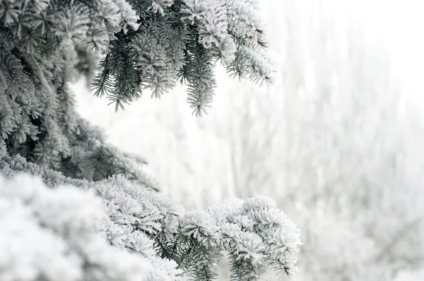 Tannenzweige unter Schneefall — Stockfoto