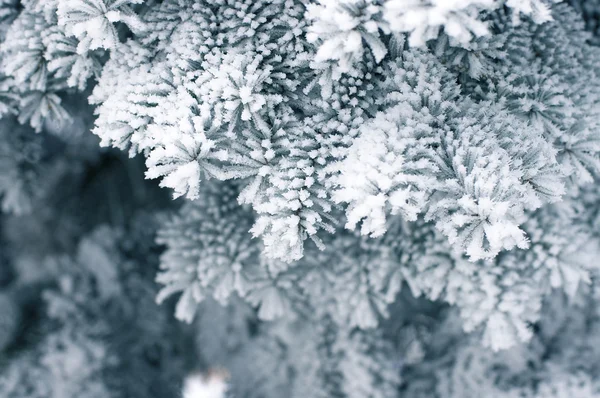 Ramos de abeto de neve sob queda de neve — Fotografia de Stock