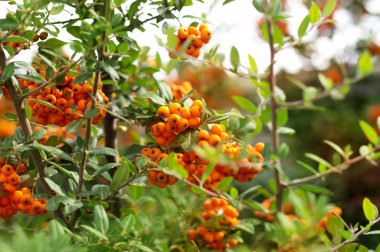 Deniz cehri Şubesi çilek ile