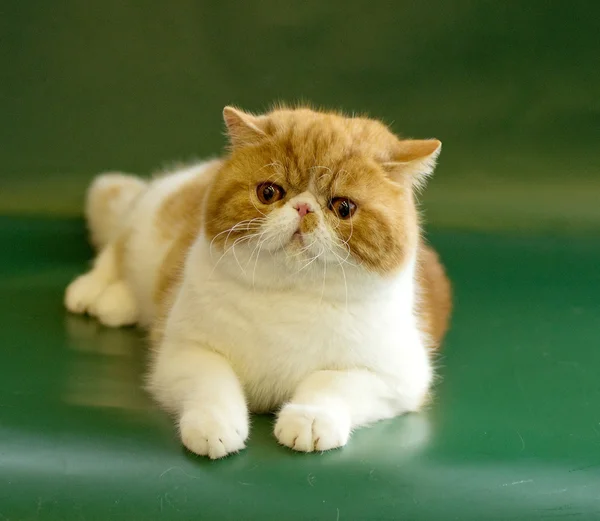 Britânico Curto cabelo gato retrato — Fotografia de Stock