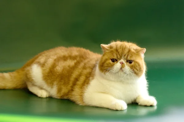 영국 짧은 머리 고양이 초상화 — 스톡 사진