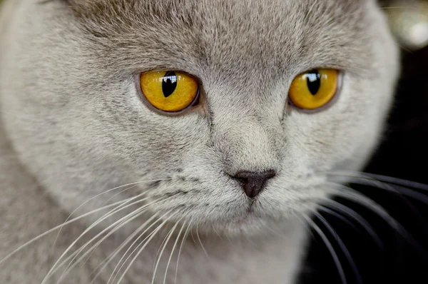 Británico pelo corto gato retrato — Foto de Stock