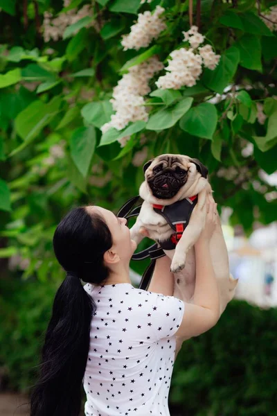 Tânăra Fată Merge Plimbare Pug Cățeluș Parc Stând Iarbă Jucându — Fotografie, imagine de stoc