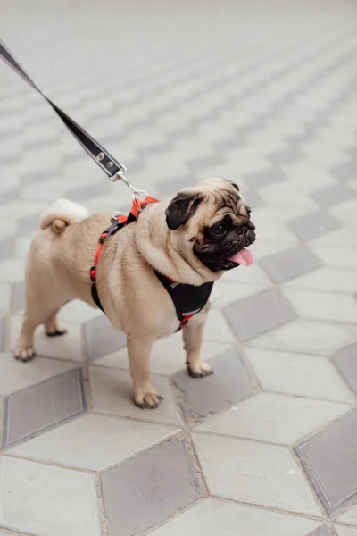 Anjing Pug Dengan Cambukan Jalan — Stok Foto