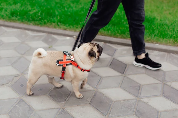 walking lady with doggy pug in park