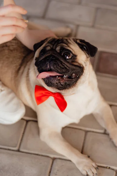 Pug puppy dog with red bow on neck