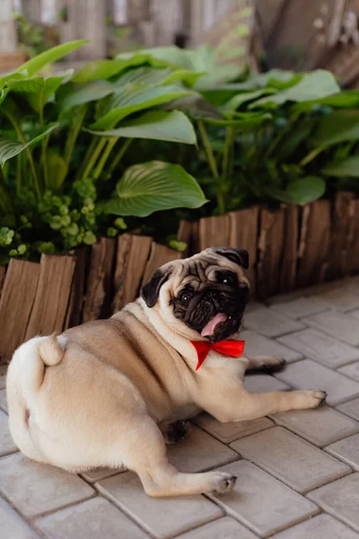 Retrato Perro Cachorro Pug Cerca —  Fotos de Stock