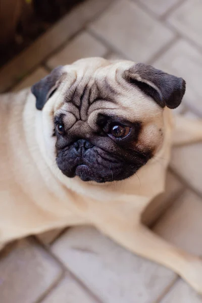 Pug Yavru Köpeğinin Portresi Yaklaş — Stok fotoğraf