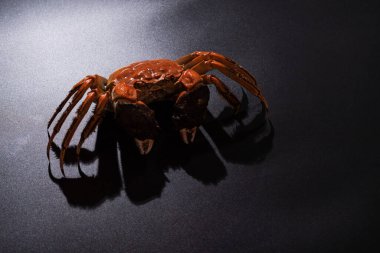 Siyah arka planda Chili ve şifalı bitkilerle haşlanmış Şangay kıllı yengeci veya Çin eldiveni yengeci (Eriocheir sinensis)