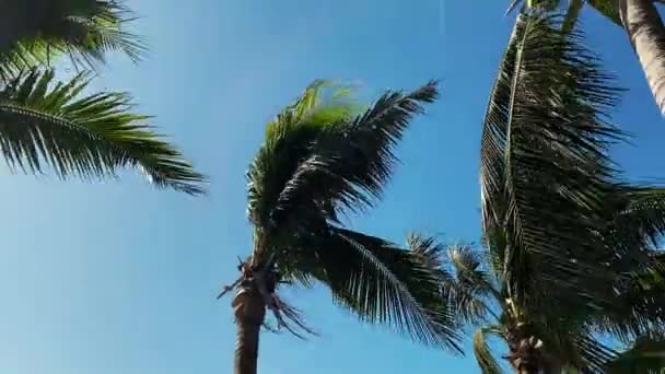 A pálmafák ágait az erős szél fejleszti. A kókuszpálmák sűrű növényzete a kék ég hátterében mozog. A sziget partján. Jachtok és hajók láthatók a tenger kék vizén. — Stock videók