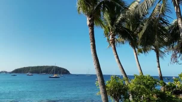 Gałęzie palm są rozwijane przez silny wiatr. Gęsta zieleń palm kokosowych porusza się na tle błękitnego nieba. Wybrzeże wyspy. Jachty i łodzie można zobaczyć na błękitnej wodzie morskiej — Wideo stockowe