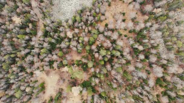 Flygfoto över höstskogen i fjällen. Flyger över gröna och grå träd. Jorden är gul. Sen höst. Vandrar, reser. Video fotografering ovanifrån på drönare — Stockvideo