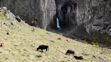 Büyük şelalenin havadan görünüşü, Kafkaslar. Güçlü temiz su akıntısı eriyen buzuldan çıkar, dağlardan düşer ve mavi nehir gibi akar. İnekler yeşil yamaçlarda otlar. Vahşi yaşam