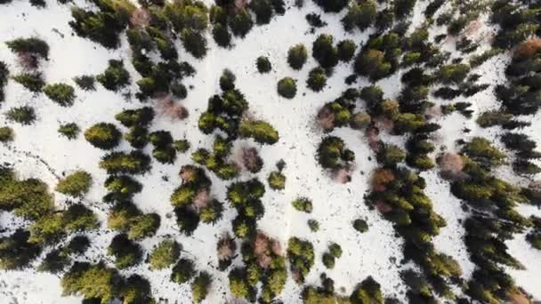 Flygfoto över höstskogen i fjällen, den första snön. Flyger över gröna och grå träd. Jorden är vit. Sen höst. Vandrar, reser. Videoshooting ovanifrån från drönare — Stockvideo