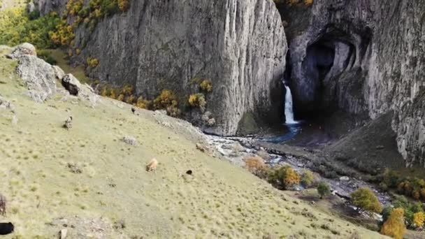 Вид з повітря на великий водоспад, Кавказ. Потужний потік чистої води тікає від танення льодовика, падає з гір і тече, як блакитна річка. Корови пасуться на зелених схилах. Дика природа — стокове відео