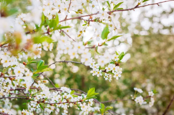 Gyönyörű Tavaszi Cseresznyevirág Virágok Kertben — Stock Fotó