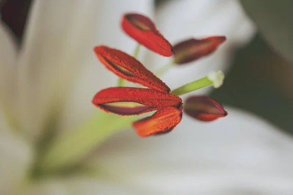 Белый Цветок Лилии Закрыть — стоковое фото