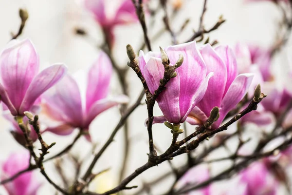 Krásné Květy Magnólie Jaře Kantábrie Španělsko — Stock fotografie