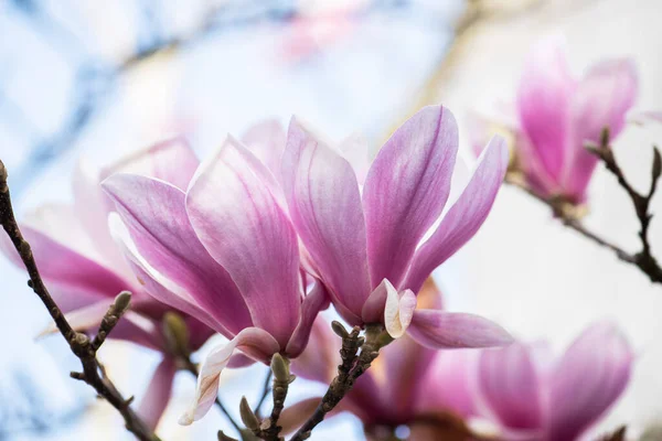 Jarní Květy Japonských Magnólií Španělsko Kantábrie — Stock fotografie