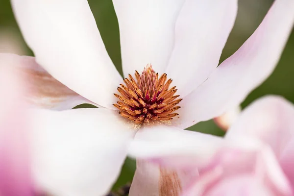 Primavera Magnolia Japonesa Flor Árbol — Foto de Stock