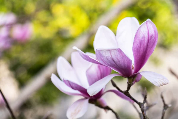 Jarní Květiny Květy Magnólie — Stock fotografie