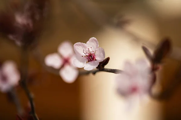 Koyu Bokeh Arka Planda Bahar Makro Kiraz Ağacı Dalı — Stok fotoğraf