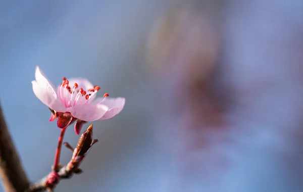 Szekrény Cseresznyevirág Virág Háttér Fénymásolási Hely — Stock Fotó