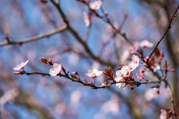 Tavaszi Virágfa Ágának Közelsége — Stock Fotó