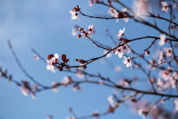 Gyönyörű Cseresznyefa Ágak Kék — Stock Fotó
