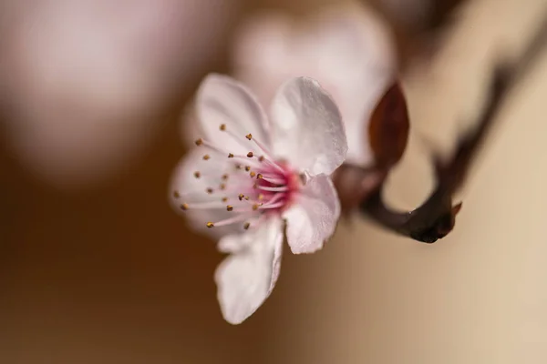 Koyu Bokeh Arka Planda Ilkbahar Makro Kiraz Ağacı Dalı Seçici — Stok fotoğraf