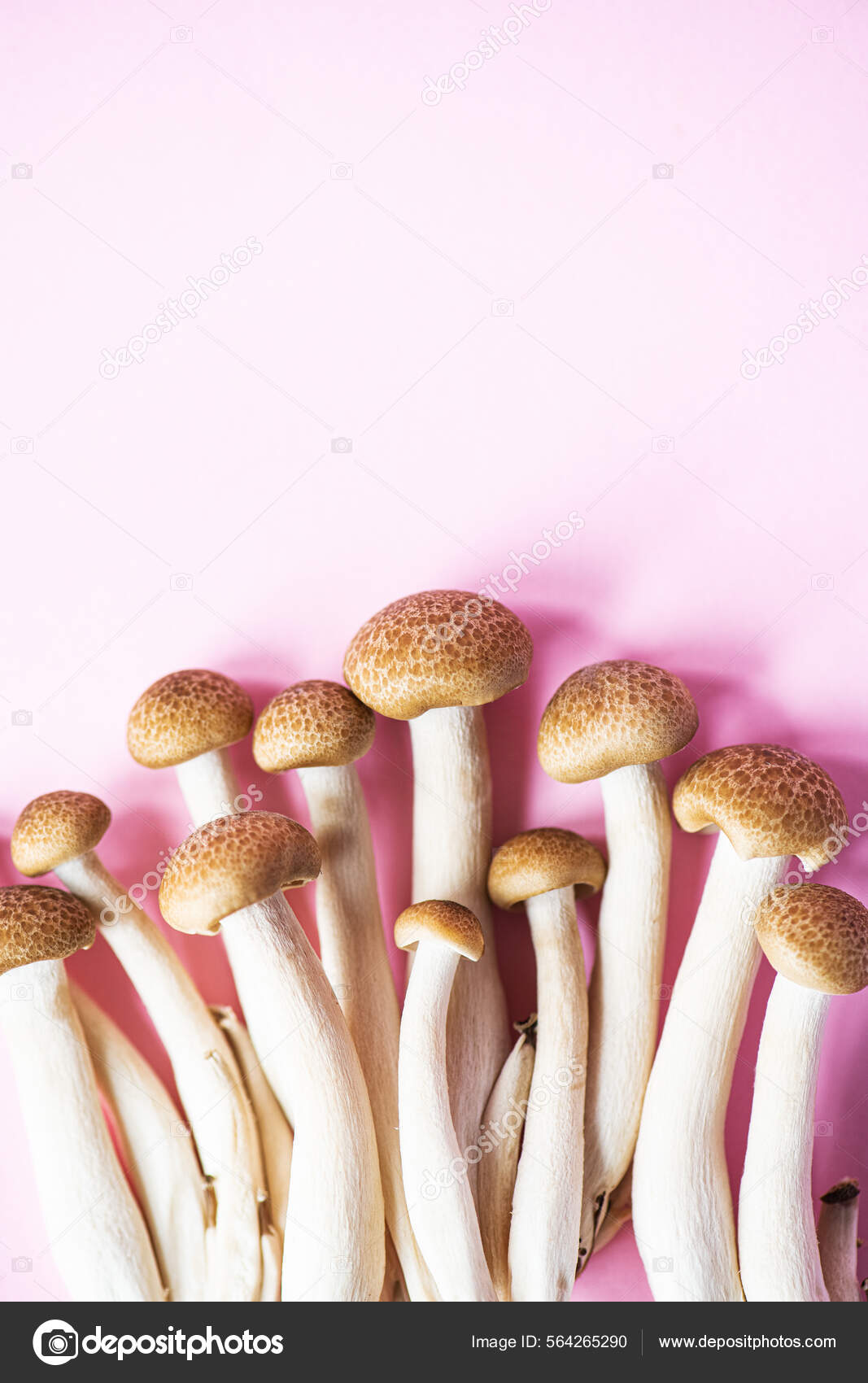 Brown Shimeji Buna Shimeji Mushrooms Top View Pink Background Stock