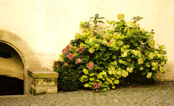 Närbild av en gammal mur och bush — Stockfoto