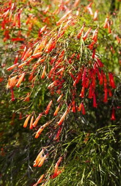Çiçekleri kapatın.