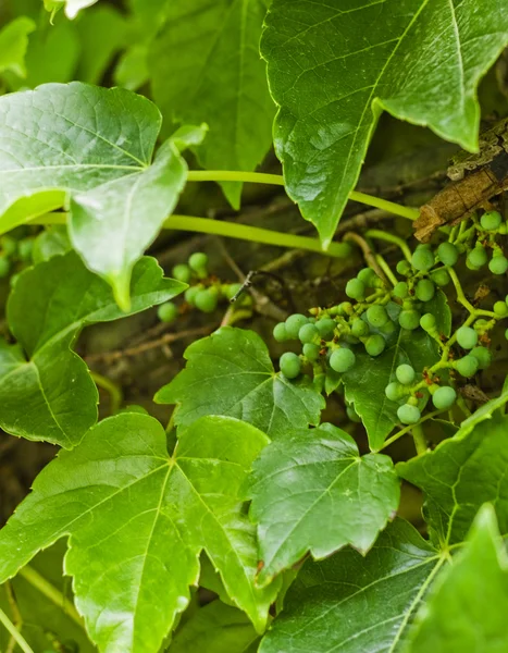 Primer plano de uva decorativa —  Fotos de Stock