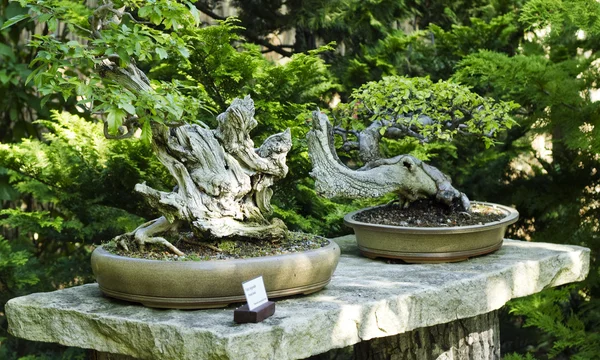 Primo piano di due alberi di bonsai — Foto Stock
