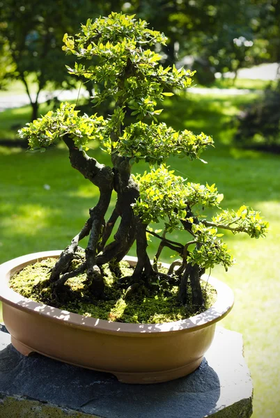 Primer plano de un árbol de bonsái — Foto de Stock