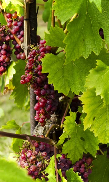 Primer plano de las uvas —  Fotos de Stock