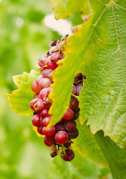 Close up of grapes — Stock Photo, Image