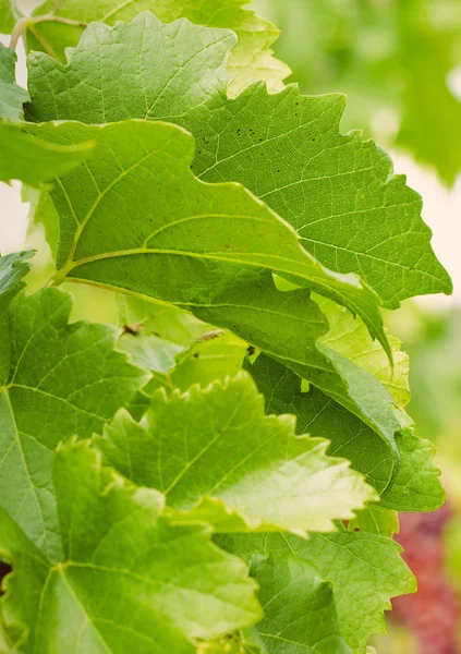 Close up of grapes — Stock Photo, Image