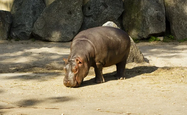 Hippopotame bébé — Photo