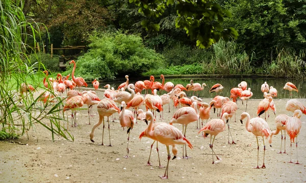 Karibische Flamingos lizenzfreie Stockfotos