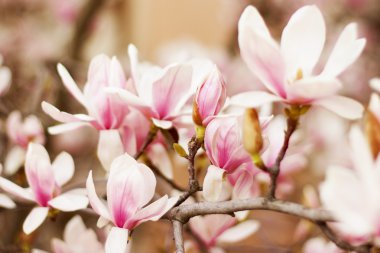 çiçeklerle bir şubesinin yakın çekim