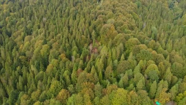 Hava görüntüsü. Dağlık ormanlı güzel sonbahar manzarası. İnsansız hava aracı güzel yeşil ormanın üzerinde. — Stok video