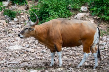 Banteng, Bos javanicus doğada nadir bulunan bir hayvandır..