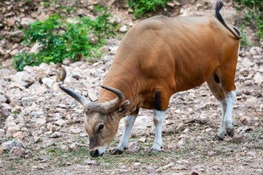 Banteng, Bos javanicus doğada nadir bulunan bir hayvandır..