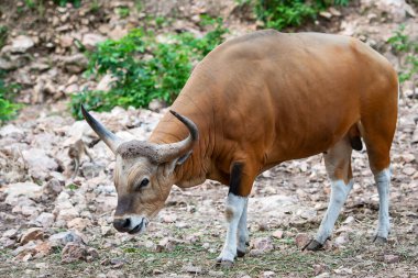 Banteng, Bos javanicus doğada nadir bulunan bir hayvandır..