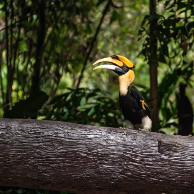 Rangkong adalah satwa langka di Tayland.