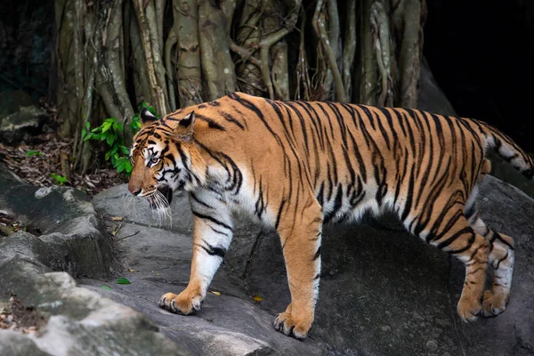 Tigris Séta Élelem Erdőben Természet Emlősök — Stock Fotó