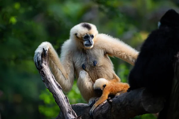 Gibbon Mãos Brancas Olha Para Algo Com Interesse Hylobates Lar — Fotografia de Stock